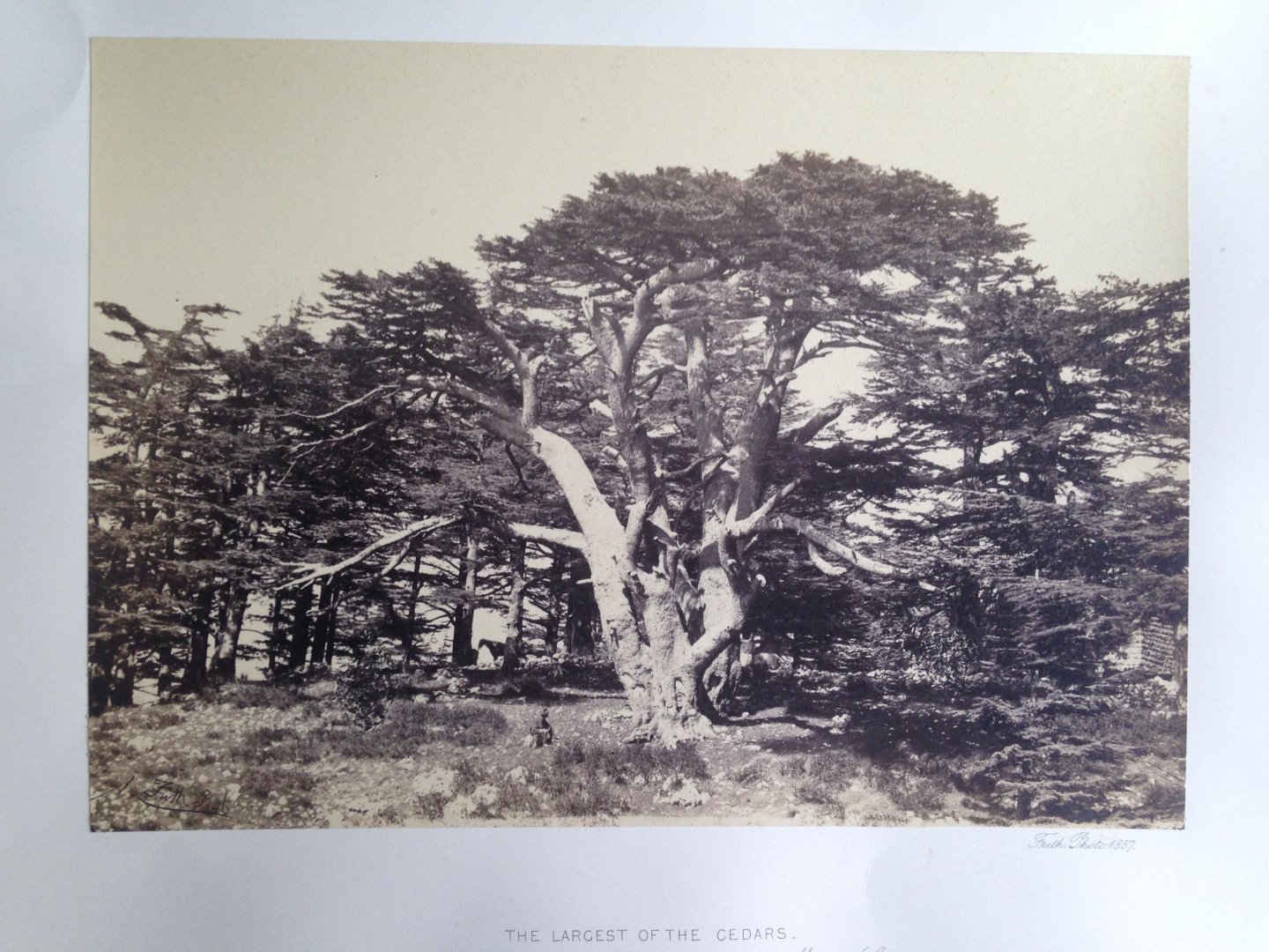 Frith, Francis - The Largest of the Cedars, Mount Lebanon, Series Egypt and Palestine