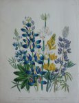Loudon, Jane Webb - The Ladies' Flower Garden Originele litho Pl 22