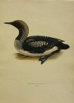 Wright, M. W. und F. von - Colymbus Arcticus Lin. Originele litho uit Svenska fåglar