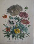 Loudon, Jane Webb - The Ladies' Flower Garden Originele litho Pl 4