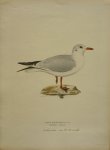 Wright, M. W. und F. von - Larus Ridibundus Lin.  Originele litho uit Svenska fåglar