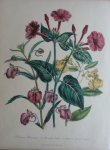 Loudon, Jane Webb - The Ladies' Flower Garden Originele litho Pl 24