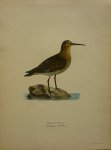 Wright, M. W. und F. von - Numenius Arquatus  Originele litho uit Svenska fåglar