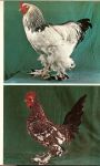 Gink.c.s.th.van ... Ontwikkeling van het ei in het lichaam van een hen - Hoenders ... Houden, huisvesten en verzorgen met 22 foto's en 25 tekeningen bewerkt door A.C.Banning - Vogelporl