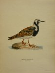Wright, M. W. und F. von - Arenaria Interpres Lin. Originele litho uit Svenska fåglar