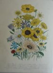 Loudon, Jane Webb - The Ladies' Flower Garden Originele litho Pl 31