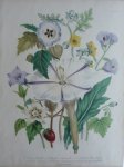 Loudon, Jane Webb - The Ladies' Flower Garden Originele litho Pl 46
