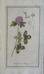 Zorn, J. - Trifolium Pratense Tab. 93 Originele handgekleurde kopergravure