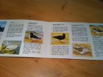 Coombe, M - Aquatic Birds of New Zealand - plaatjesalbum