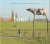 Wal, Gijsbert van der (tekst)  Roodnat, Bas (fotografie) (ds1223) - Roodbont. De koe van Gerry van der Velden in de Heesseltse uiterwaard