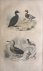 La macreuse  Originele litho