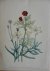 Loudon, Jane Webb - The Ladies' Flower Garden Originele litho Pl 1