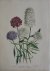 Loudon, Jane Webb - The Ladies' Flower Garden Originele litho Pl 11