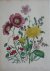 Loudon, Jane Webb - The Ladies' Flower Garden Originele litho Pl 16