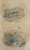 L'avocette  Originele litho