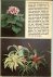 Herwig, Rob .. Met vele schitterende kleuren illustraties - Het kleine kamer planten boek .. Met 128 planten in kleur en 12 zwart wit foto's