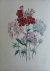 Loudon, Jane Webb - The Ladies' Flower Garden Originele litho Pl 27