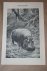  - Oude prent - Nijlpaard - circa 1900