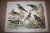  - Antieke kleurenlithografie - Vogels - Diverse soorten lijsters