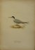 Wright, M. W. und F. von - Sterna Albifrons Pallas Originele litho uit Svenska fåglar