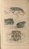  - Goldsmith's History of Fishes, Reptiles and Insects; With Numerous Original Notes. The Illustrations coloured in a superior Style.