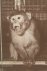 Split-brain Monkeys: Cerebr...