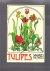 Tulipes sauvages cultivées
