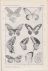 Bemmelen, J.F. Van (1859-1956) - Separata. Kleurpatroon Van Insecten