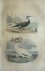 Le cormoran  Originele litho