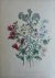 Loudon, Jane Webb - The Ladies' Flower Garden Originele litho Pl 38