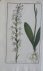 Orchis bofolia Tab. 337 Ori...