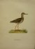Wright, M. W. und F. von - Totanus Totanus Lin. Originele litho uit Svenska fåglar