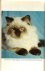 Wink, Ursula en Ketsch,  Felix - Het kattenboek