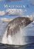 WÜRTZ, MAURIZIO   NADIA REPETTO - Walvissen  dolfijnen. De fysieke eigenschappen en de leefwijze van walvisachtigen.