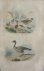 Le canard femelle et ses pe...