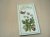 Klein  Herbarium