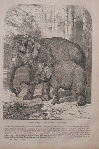 antique print (prent) - Elephants du Jardin zoologiques de Londres.