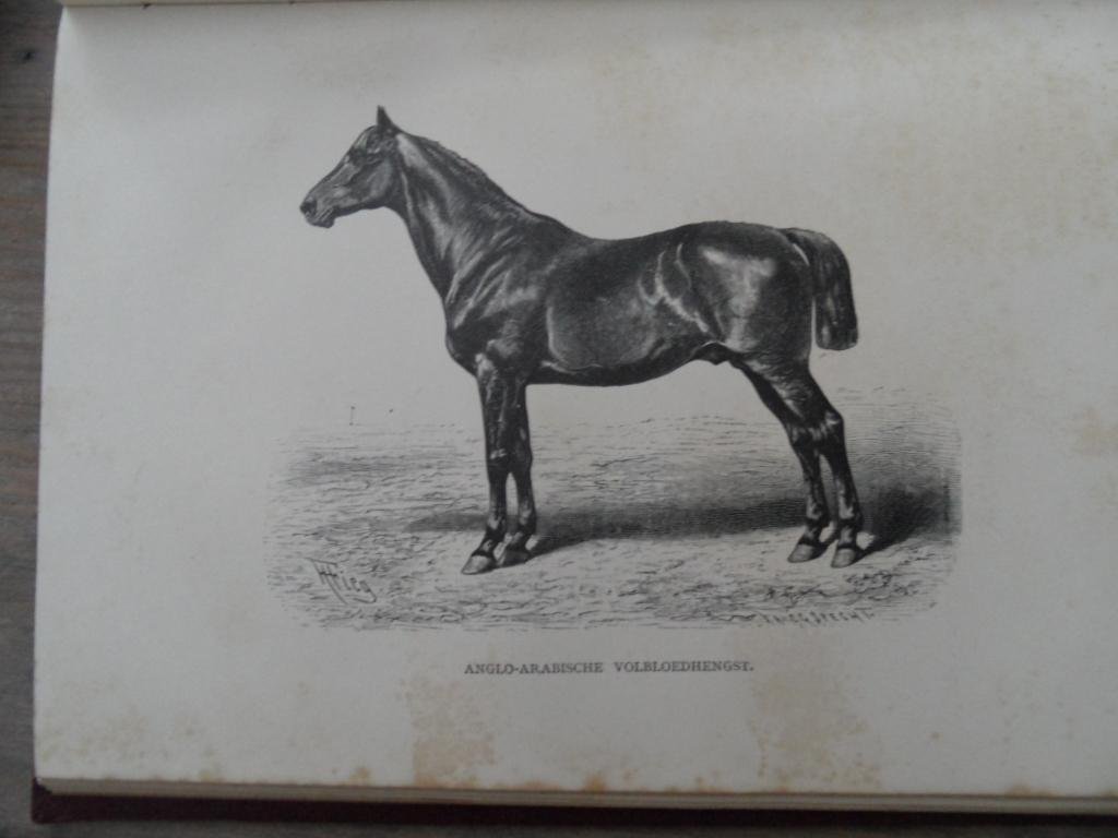 Quadekker, E.A.L. - Het Paardenboek - een geillustreerd handboek voor iederen bezitter en liefhebber van paarden - Drie delen