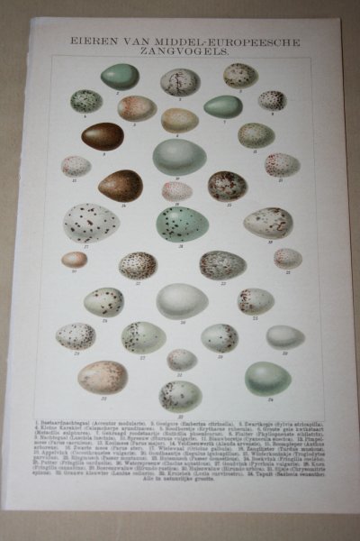  - Antieke kleuren lithografie - Eieren van zangvogels - circa 1905