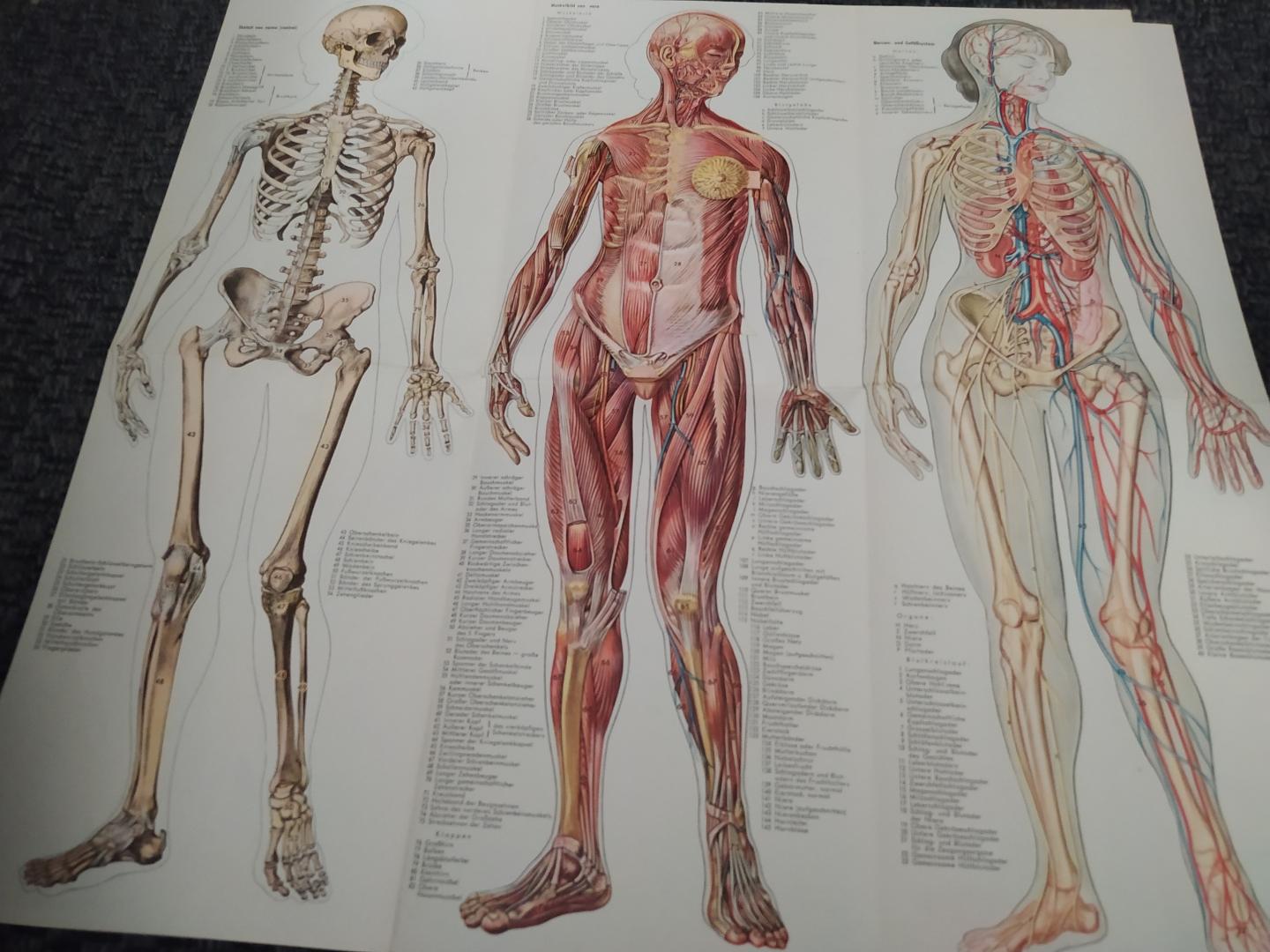  - Anatomische platen. copyright Lat. tekst
