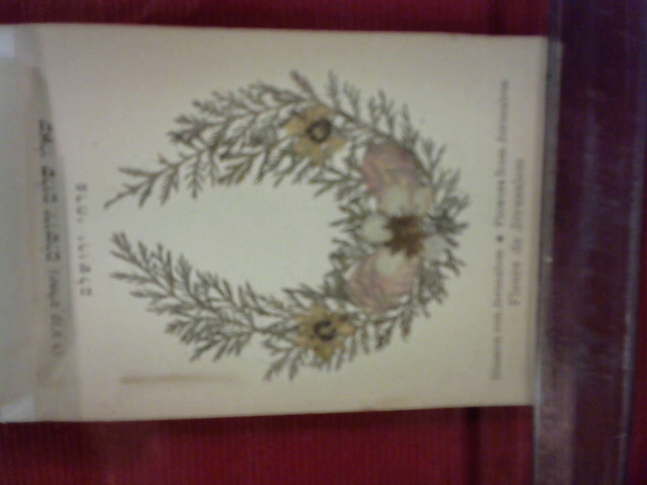  - Jerusalem. Blumen des Heiligen Lande, Flowers of the Holy Land, Fleurs de la Terre Sainte