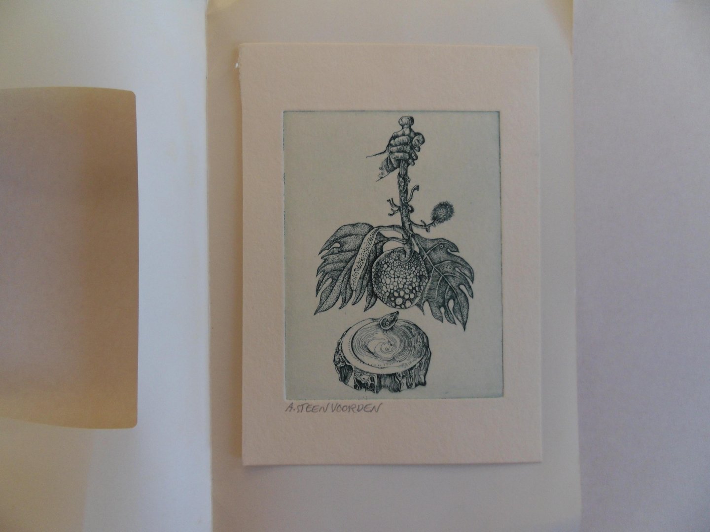 Steenvoorden, Ab. [ 1933 - 2010 ]. [ GESIGNEERD ]. - Zonder titel [ hand die neerhangende tak vasthoudt ].