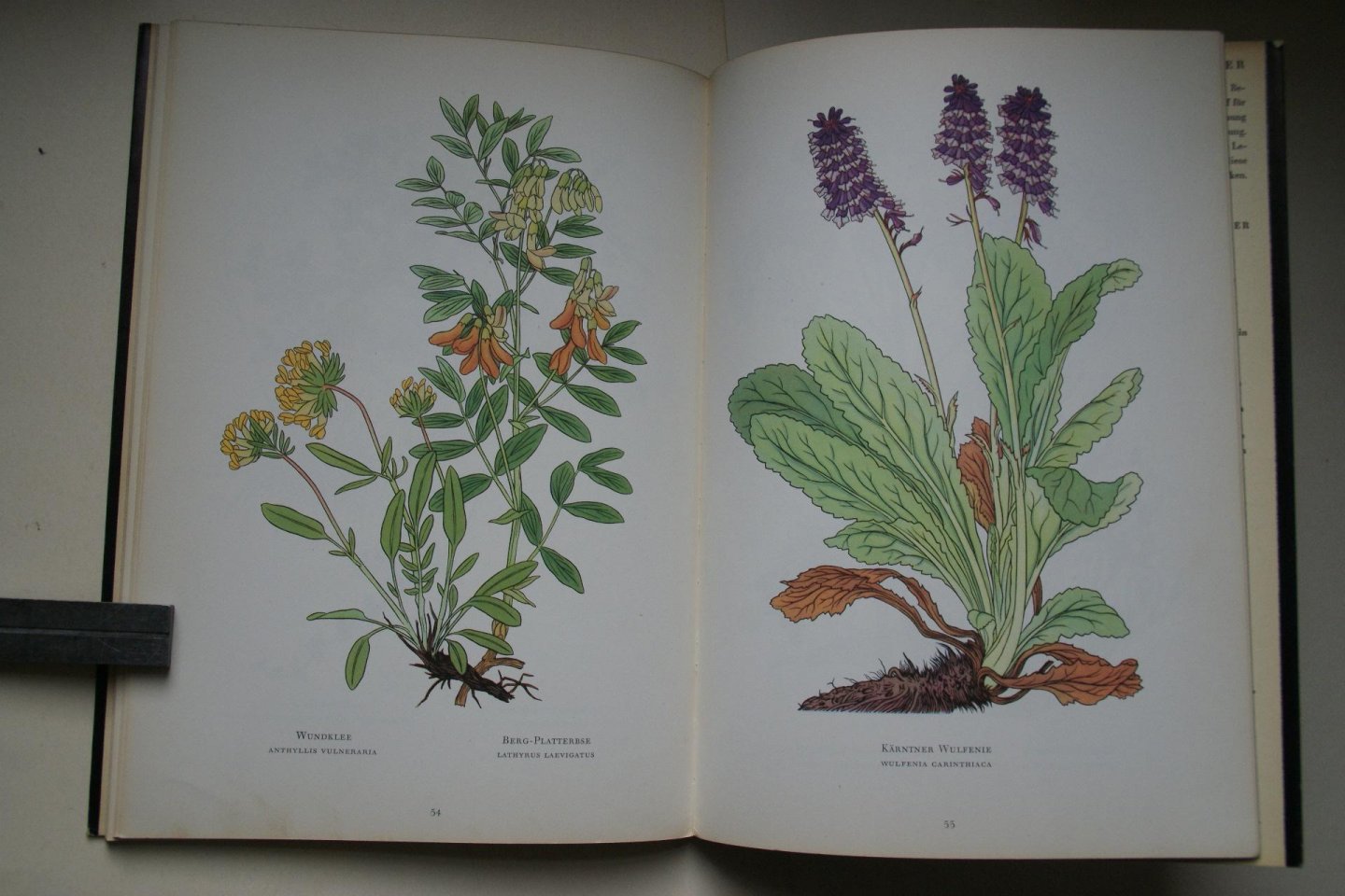 Josef Weisz - Blumen Der Alpen  kolorierte Holzschnitte und Text von  ; botanische Erlauterungen von Friedrich Margraf