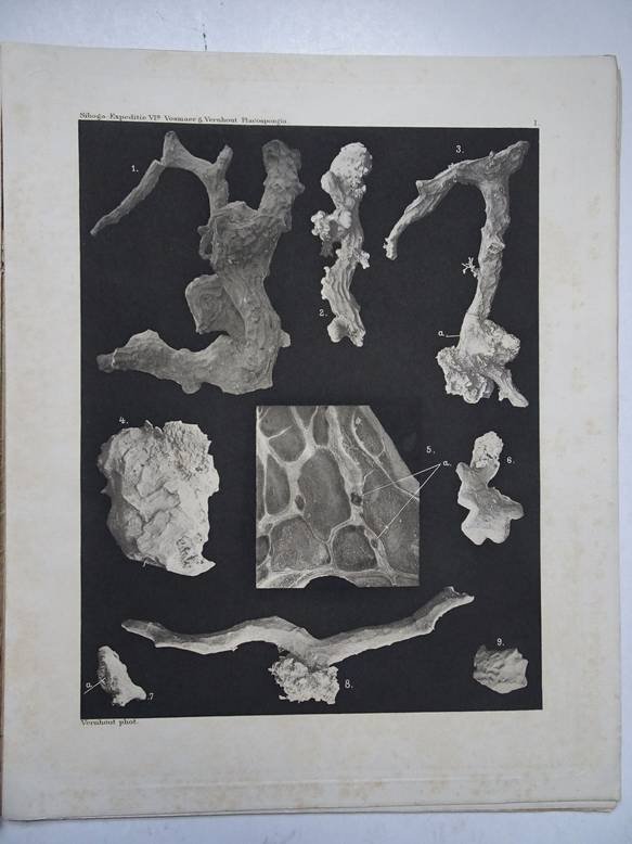 Vosmaer, G.C.J. & Vernhout, J.H.. - Siboga-expeditie. The porifera of the Siboga-expedition, 1. the genus placospongia. Monographie VIa of: uitkomsten op zoologisch, botanisch, oceanografisch en geologisch gebied, verzameld in Nederlandsch Oost-Indië 1899-1900 aan boord H.M. Sib...