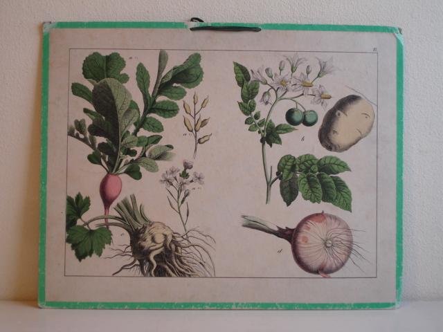 No name. - Educational Print.