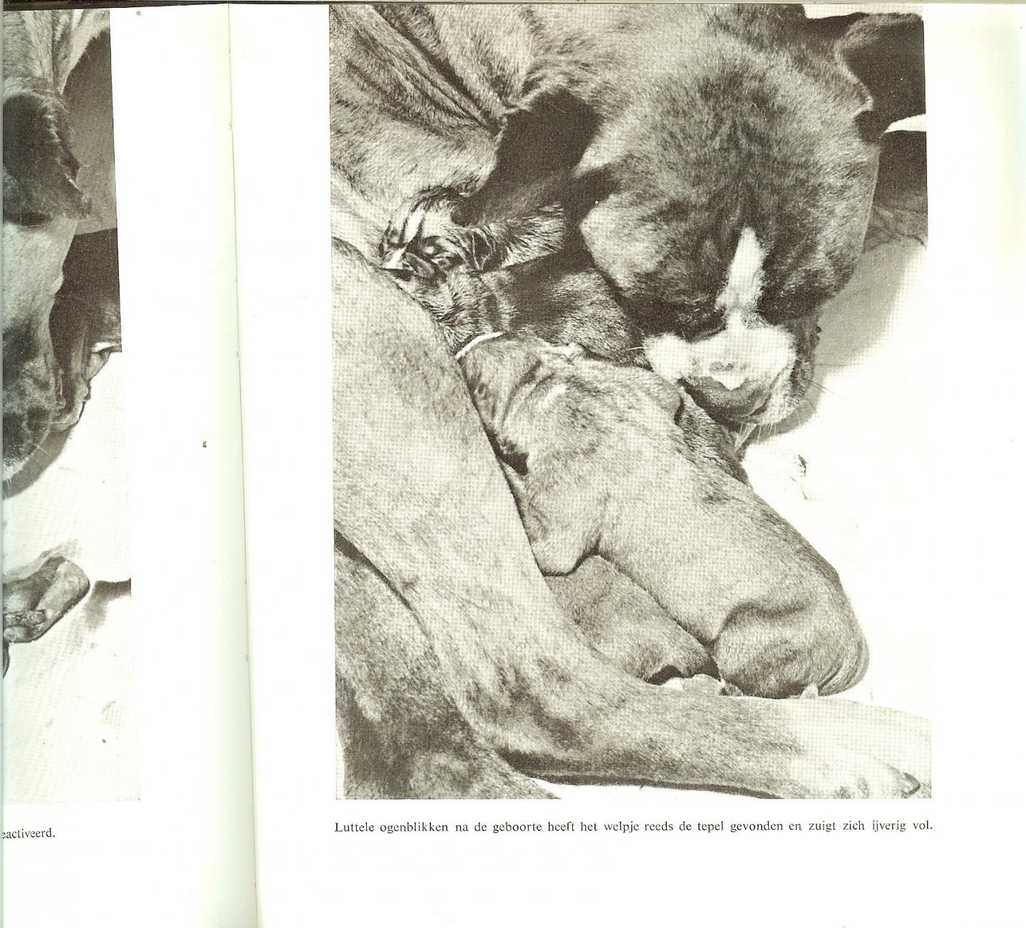 RHEENEN JAN VAN      fotos van Chr.A.  Veldhuis en W. Emmens - DE BOXER * potret van een honderas met 18 foto's van chr.a.veldhuis en w.emmens tweede druk