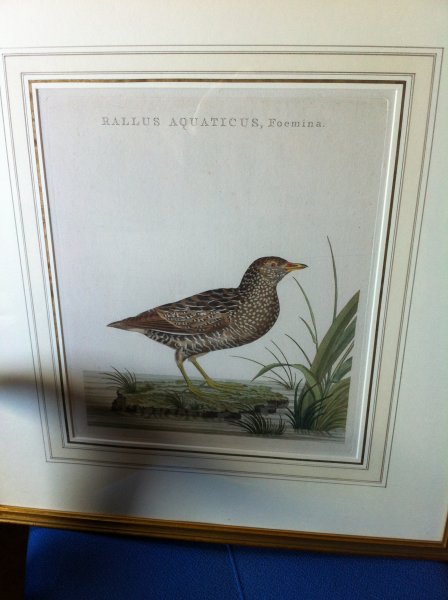 Nozeman, Cornelis & Sepp, Christiaan - Gravure van een Porseleinhoen uit Nederlandsche Vogelen