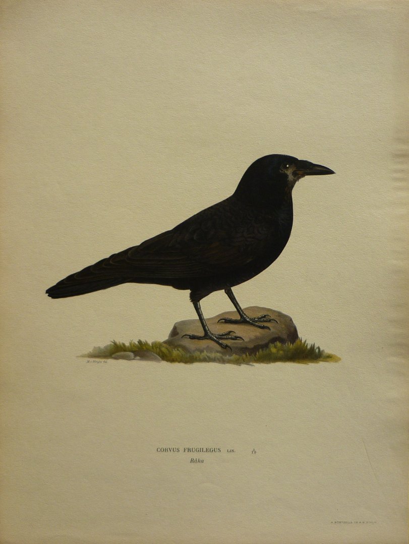 Wright, M. W. und F. von - Corvus Frugilegus Lin. Originele litho uit Svenska fåglar