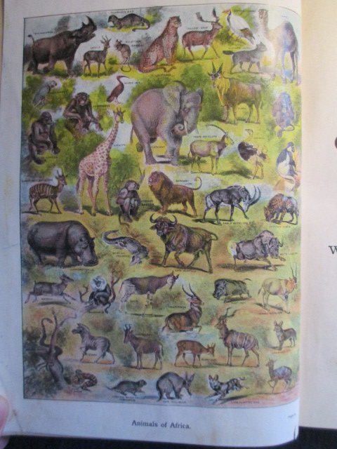 Collins' School Series - Collin's Wide World Geography Reader Book V. Africa