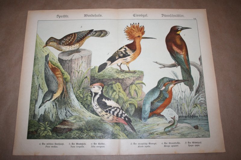  - Antieke kleurenlithografie - Vogels - Specht IJsvogel Draaihals e.d.